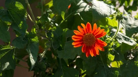 SUN FLOWER FIELD Stock Photos