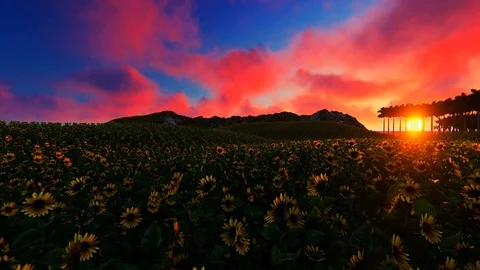 Sun Flower field in the sunset Stock Footage 86421674