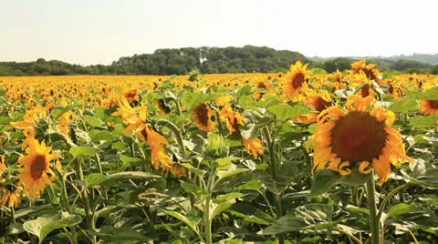 Sun flower fields Video stock 25838234
