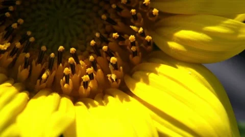 Sun Flower Video stock 7903906