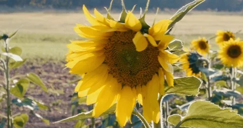 Sun Flower Stock Footage 80457019