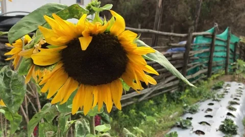 Sun flower Video stock 122909768