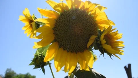 SUN FLOWER Stock Footage 133916511