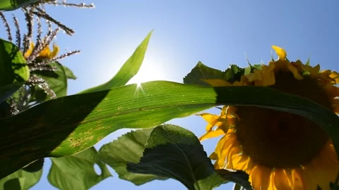 SUN FLOWER Stock Footage 133925939