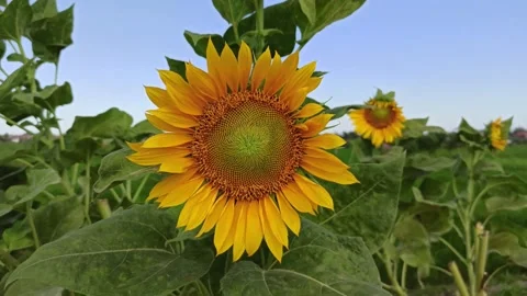 Sun Flower Stock Footage 153987524