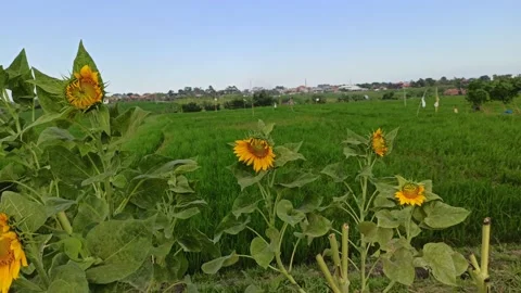 Sun Flower Stock Footage 153988534