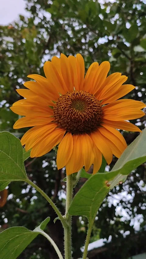 Sun Flower Stock Footage 195293413