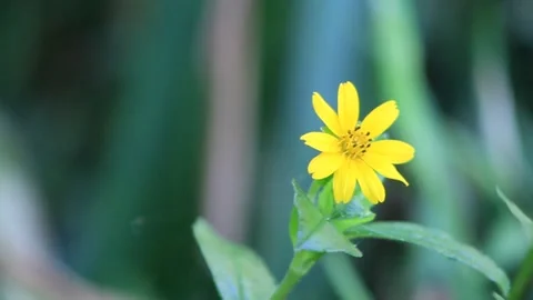 Sun flower Stock Footage 196677181