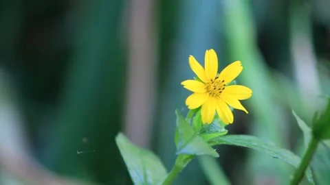 Sun flower Stock Footage 196677250