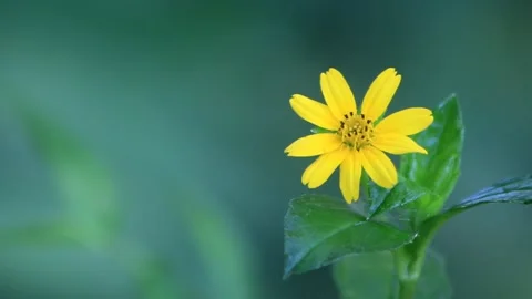 Sun flower Stock Footage 196677257