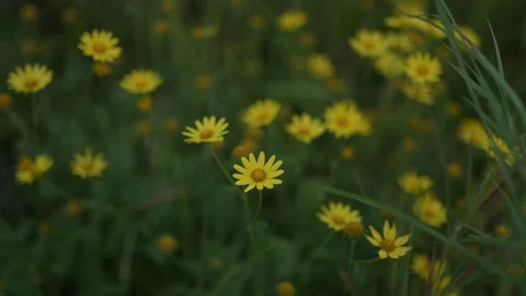 SUN FLOWER Stock Footage 219844050