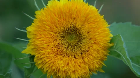 Sun flower Stock Footage 246877997