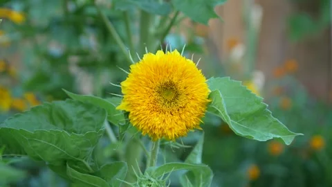 Sun flower Stock Footage 246878112