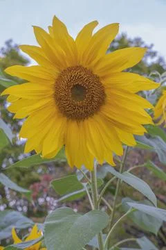 Sun flower in full bloom Gresham Oregon. Stock Photos