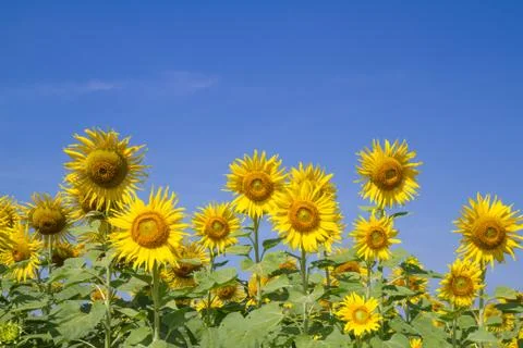 Sun flower in garden Stock Photos