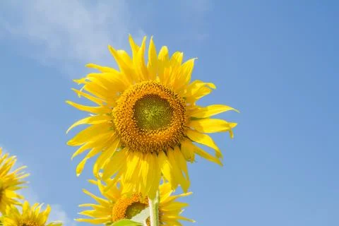 Sun flower in garden Stockfoto's