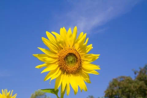 Sun flower in garden Photos
