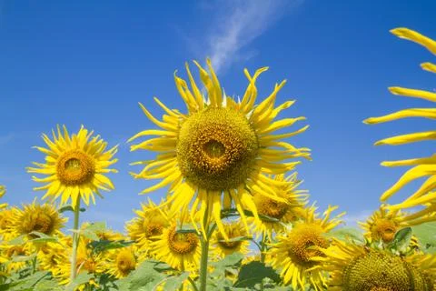 Sun flower in garden Stockfoto's