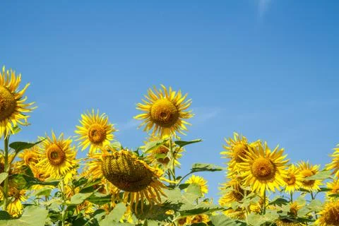Sun flower in garden Stock-Fotos