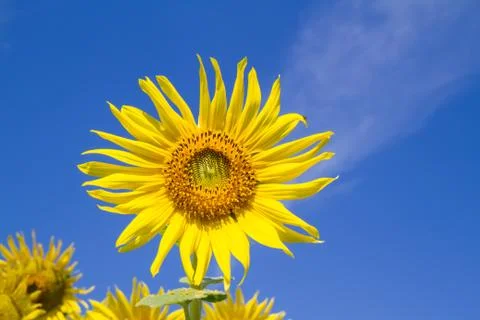 Sun flower in garden Photos
