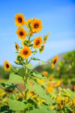 Sun flower on garden Stock Photos