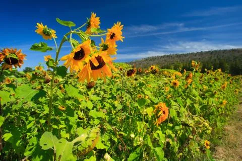 Sun flower on garden Stock Photos