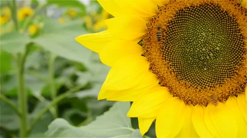 Sun flower with honey bees working close up with copy space Stock Footage 85623699