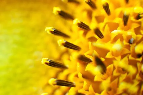Sun flower in macro. Beautiful texture for background of sunflower close up Stock Photos