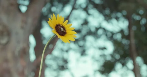 Sun Flower Medium Shot Stock Footage 134544650