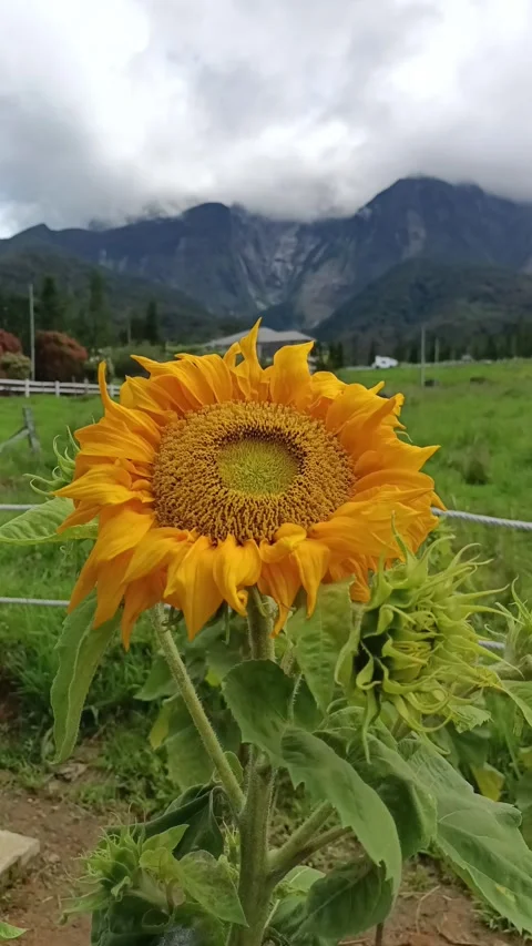 Sun flower orbit shot Video stock 278437871