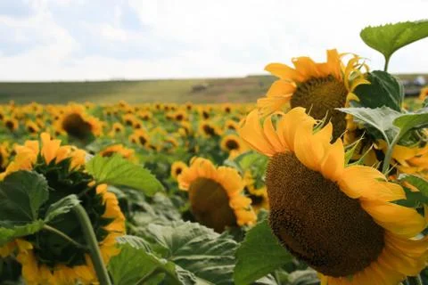 Sun flower Stock Photos
