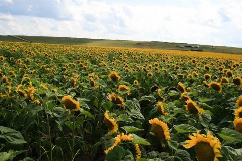 Sun flower Stock Photos