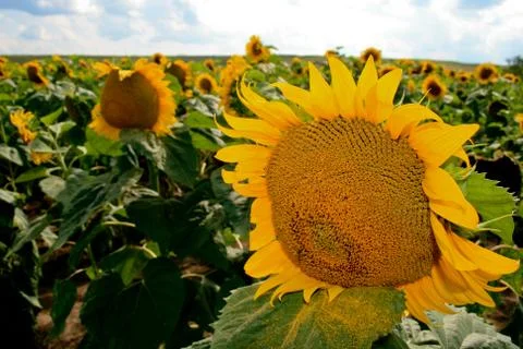 Sun flower Stock Photos