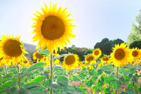 Sun flower Foto stock