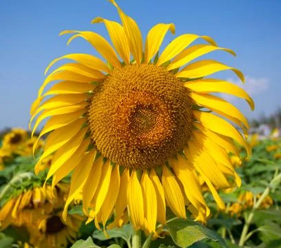 Sun flower Stock Photos