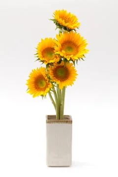 Sun flower Stock Photos