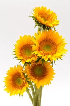 Sun flower Stock Photos
