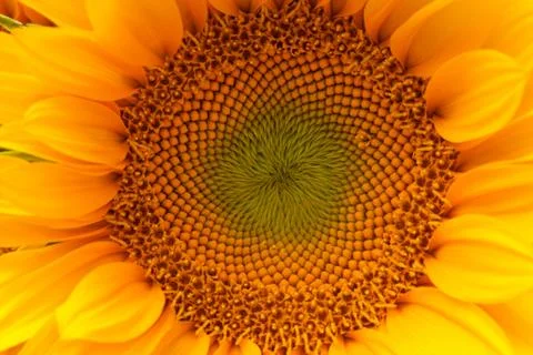 Sun flower Stock Photos