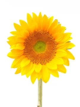 Sun flower Stock Photos