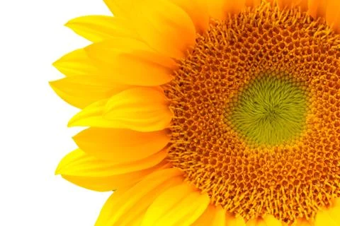 Sun flower Stock Photos