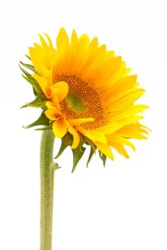 Sun flower Stock Photos