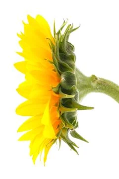 Sun flower Stock Photos