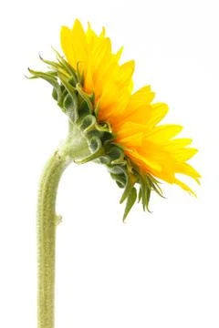 Sun flower Stock Photos
