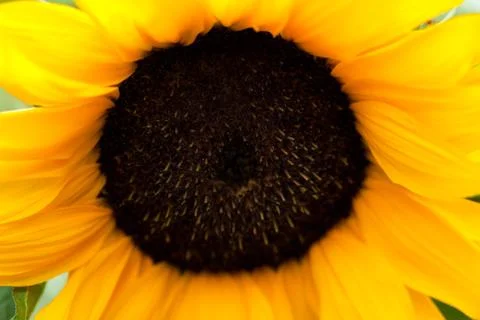 Sun flower. Stock Photos