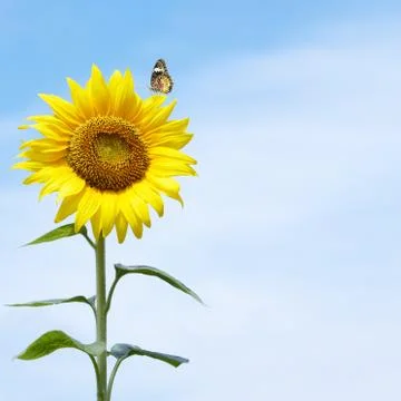 Sun flower Stock Photos