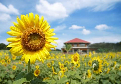 Sun flower Foto stock