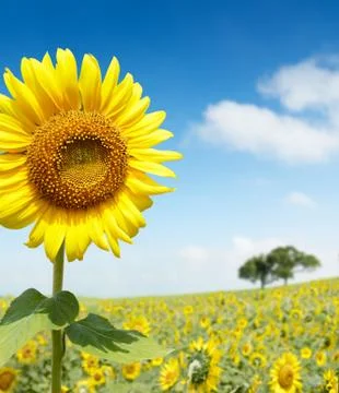 Sun flower Stock Photos