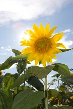 Sun flower Stock Photos