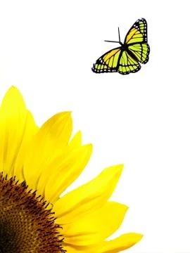 Sun flower Stock Photos