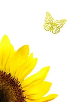 Sun flower Stock Photos